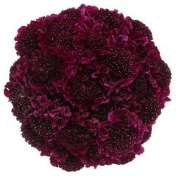 Scabiosa dunkel lila Red Velvet Scoop 70cm