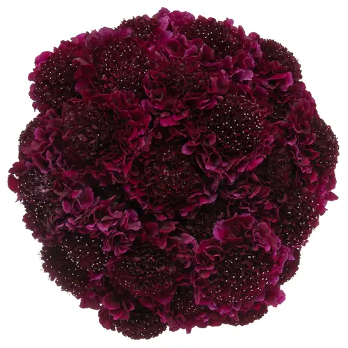 Scabiosa dunkel lila Red Velvet Scoop 70cm