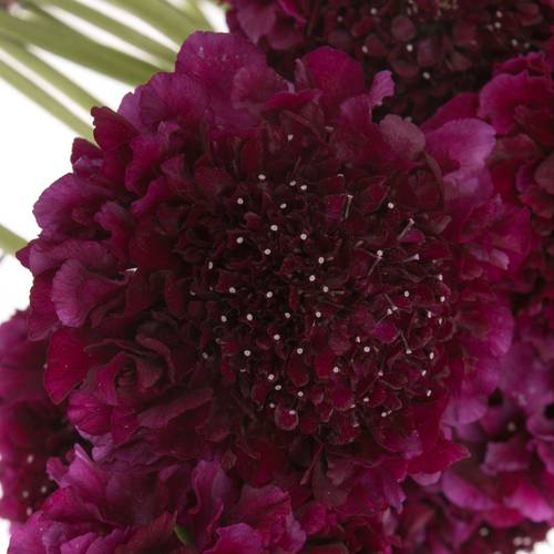 Scabiosa dunkel lila Red Velvet Scoop 70cm