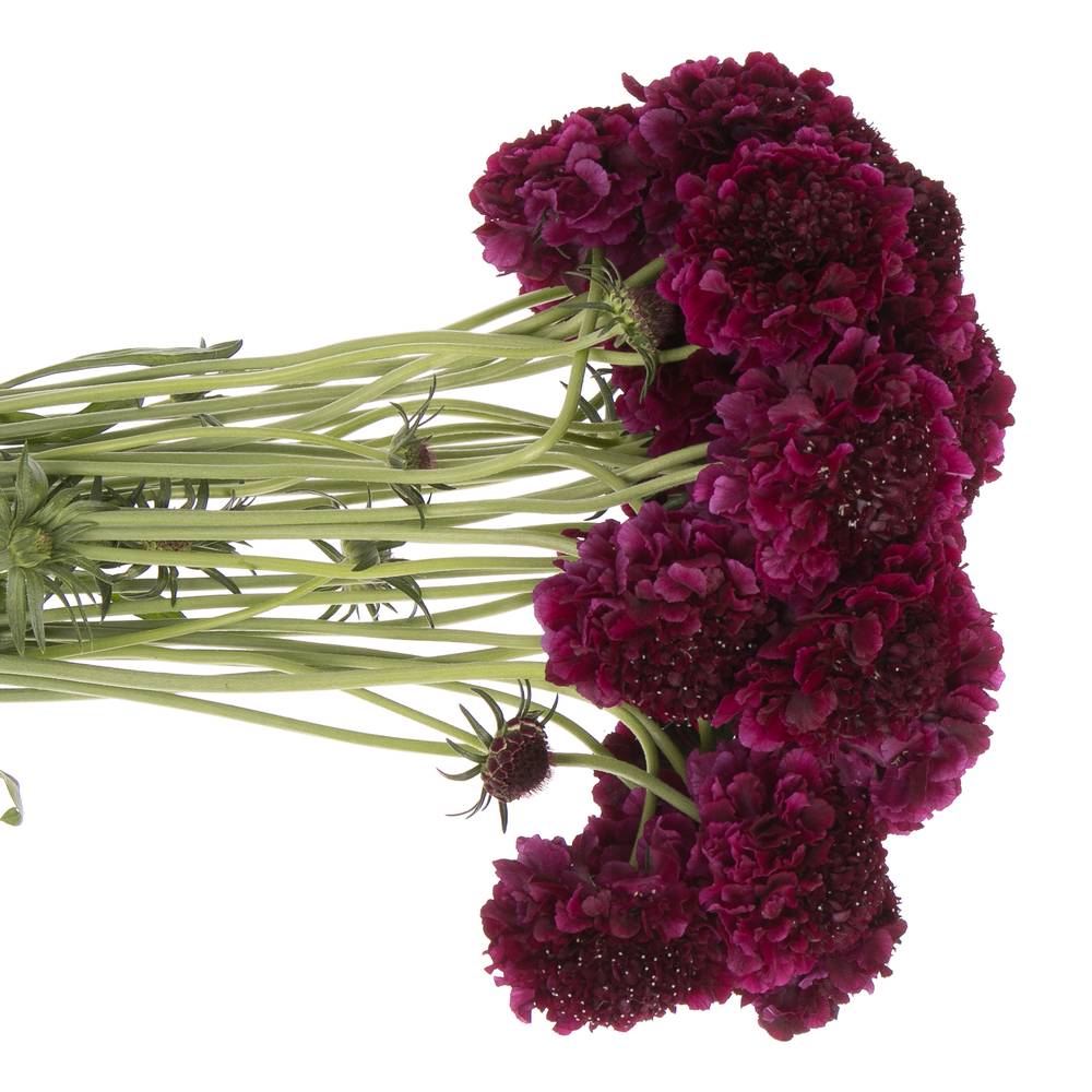 Scabiosa dunkel lila Red Velvet Scoop 70cm