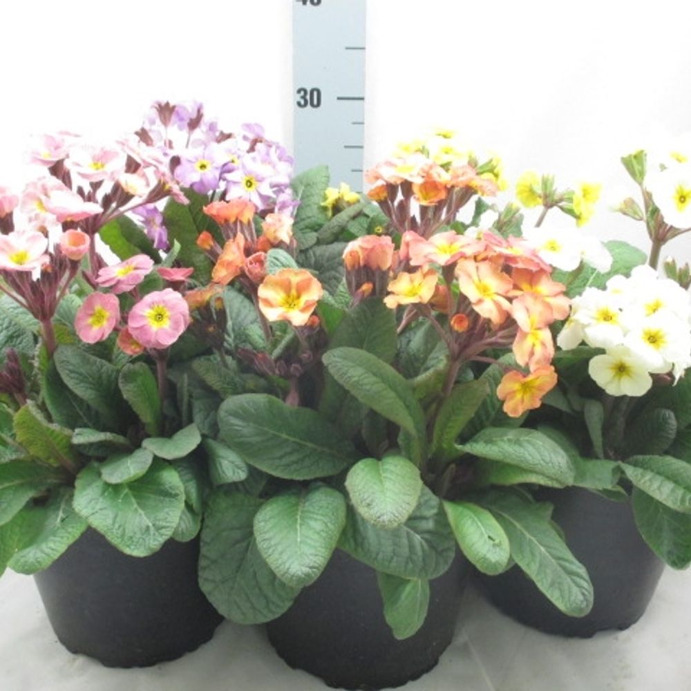 Pr.Elatior mix Gold Nuggets T19 H40