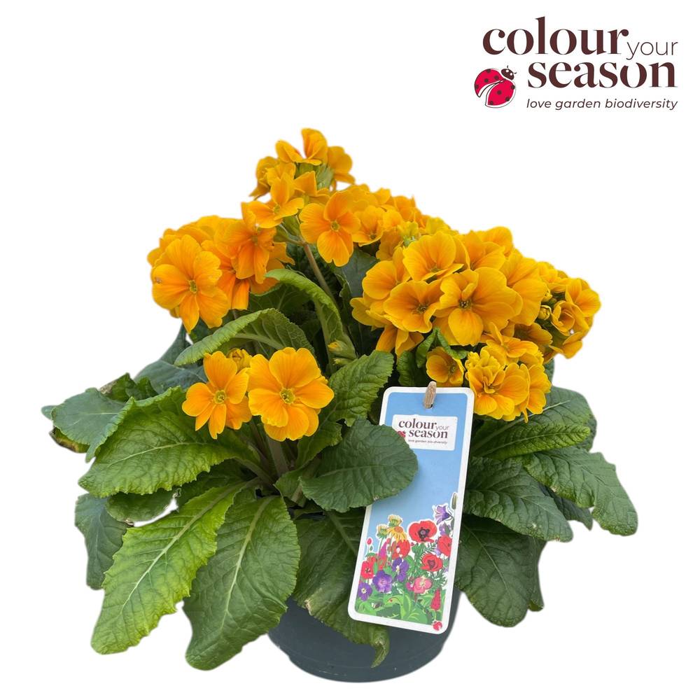 Primula Elatior Gold Nuggets T19 H030