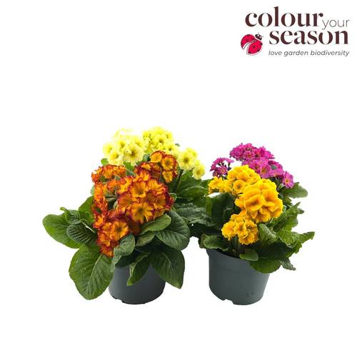 Primula Elatior mix Gold Nuggets T19 H030