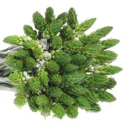 Ornithogalum weiss 60cm