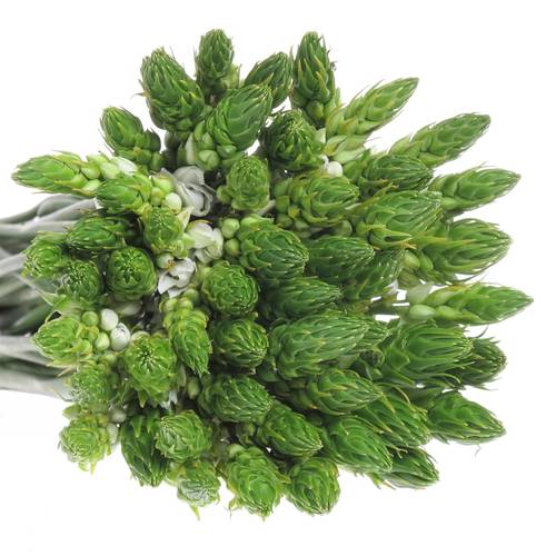 Ornithogalum weiss 60cm