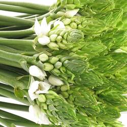 Ornithogalum weiss 60cm