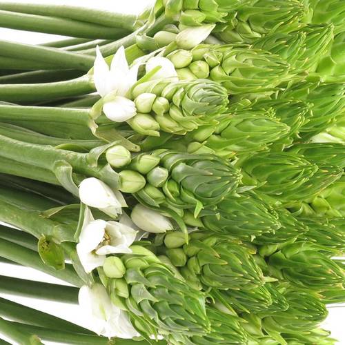 Ornithogalum weiss 60cm