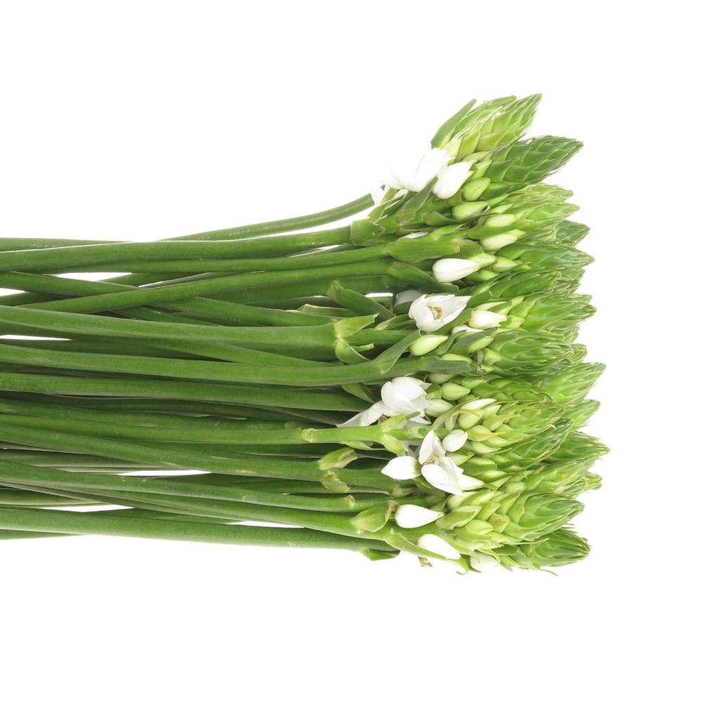 Ornithogalum weiss 60cm