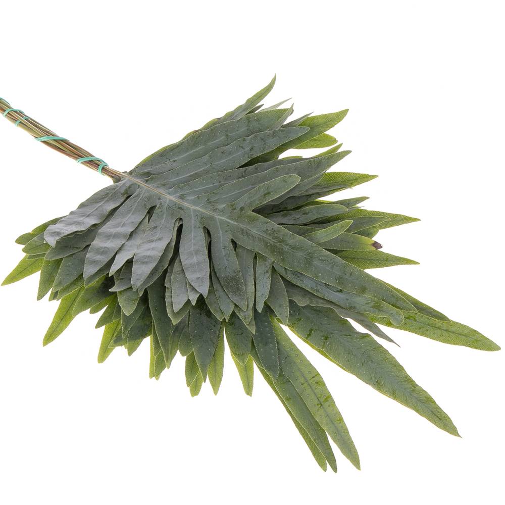 Phlebodium grün 45cm
