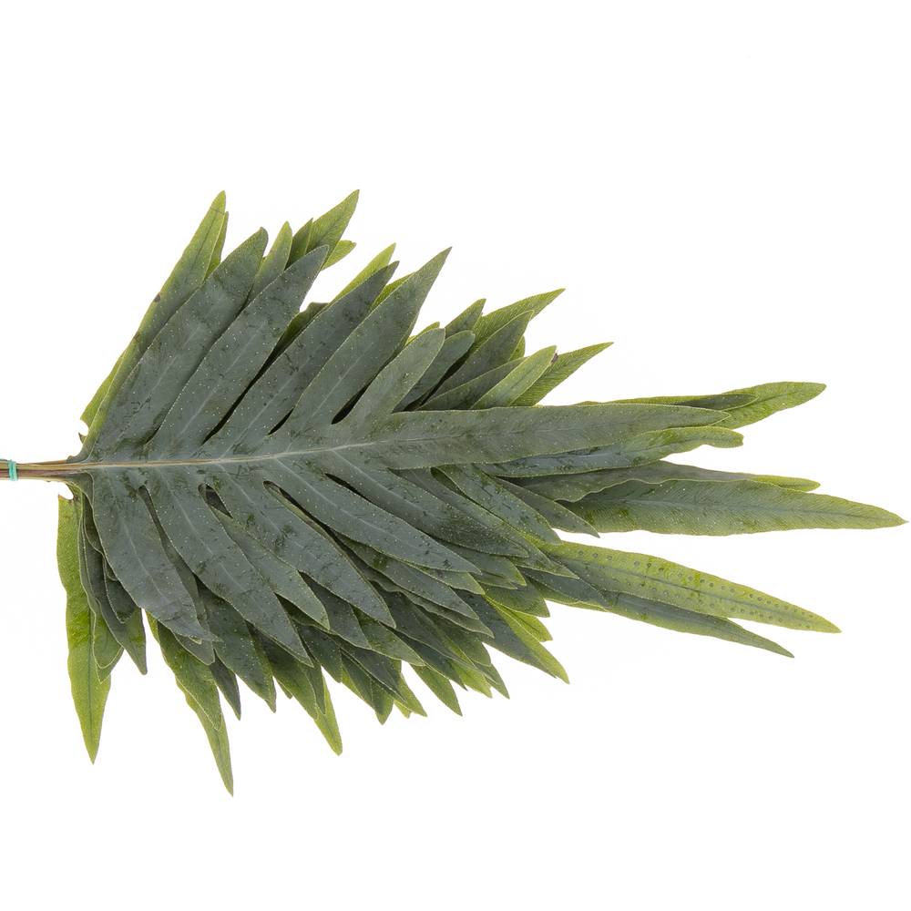 Phlebodium grün 45cm