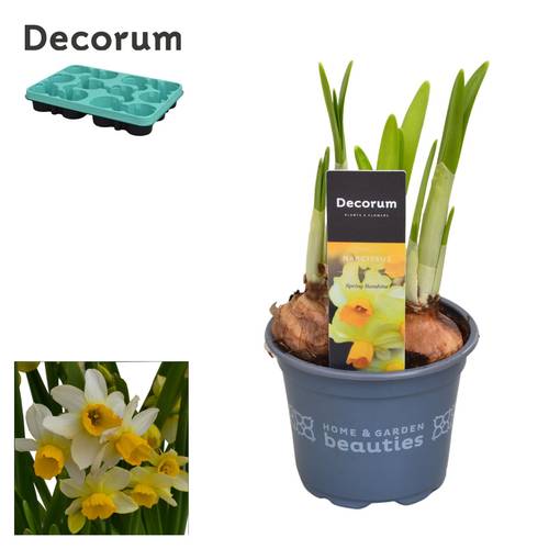 Narzisse 3er hell gelb Spring Sunshine T09 H015