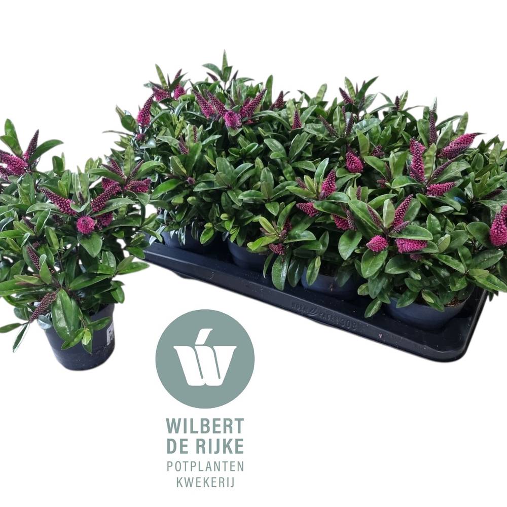 Hebe dunkel rosa Queen T12 H025
