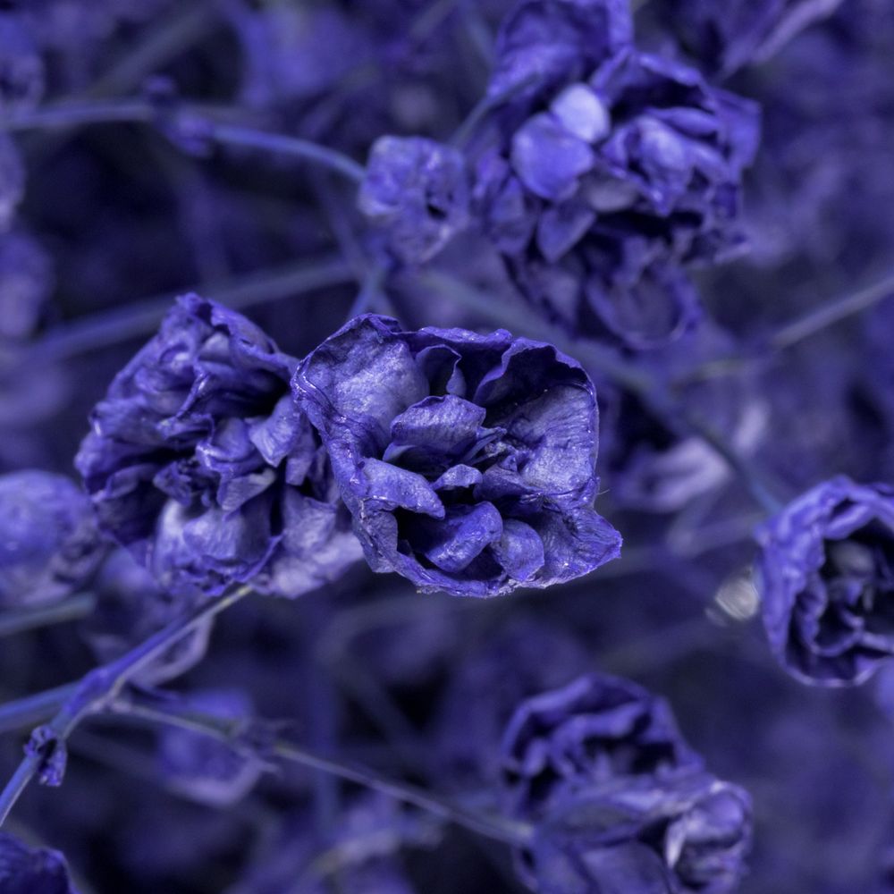 Gyps blau grosse Blüte gefärbt