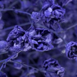 Gyps blau grosse Blüte gefärbt
