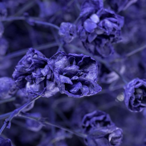 Gyps blau grosse Blüte gefärbt
