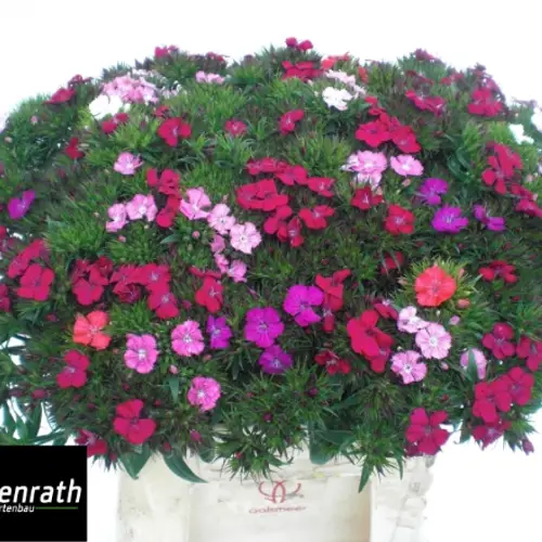 Bartnelke mix in bund x5 35cm