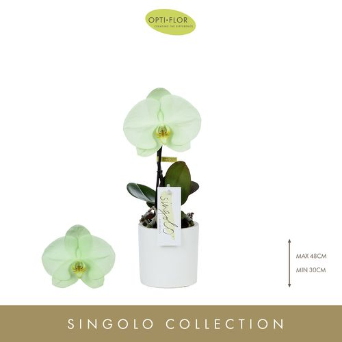 Phal.1-R grün Gefarbt Singolo T9 H40 