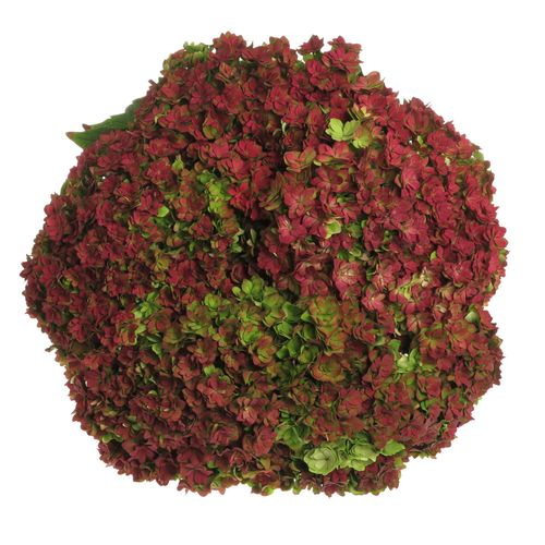 Hortensie rot/grün You&me Bol 17cm 60cm