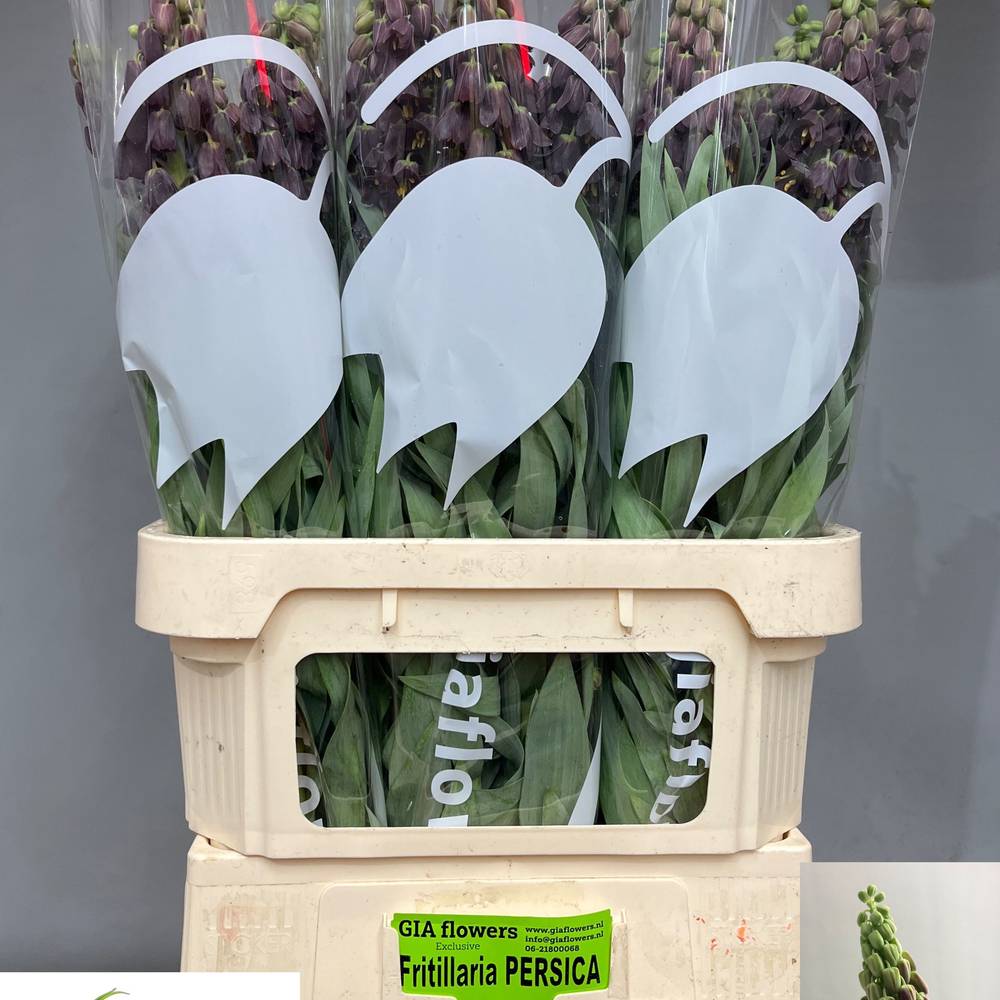 Fritilaria dunkel lila Persica 90cm