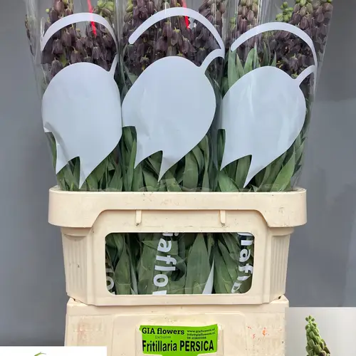 Fritilaria dunkel lila Persica 90cm