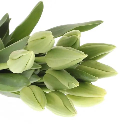 Franz.weiss Maureen 60 Gramm 55cm