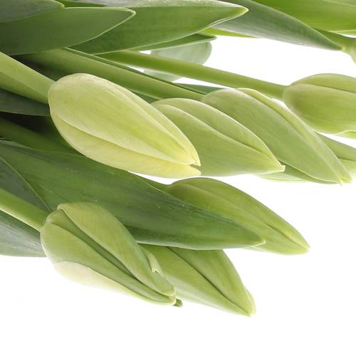 Franz.weiss Maureen 60 Gramm 55cm