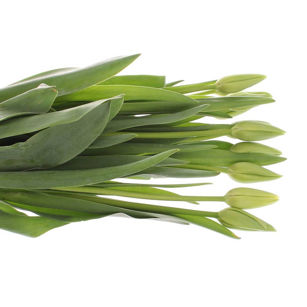 Franz.weiss Maureen 60 Gramm 55cm