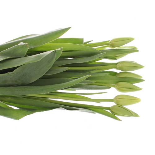 Franz.weiss Maureen 60 Gramm 55cm