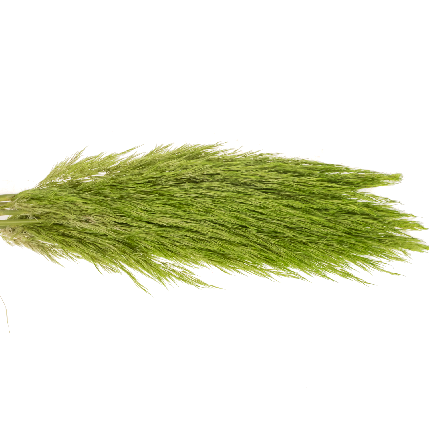 Pampas Frisch hellgrün gefärbt 90cm