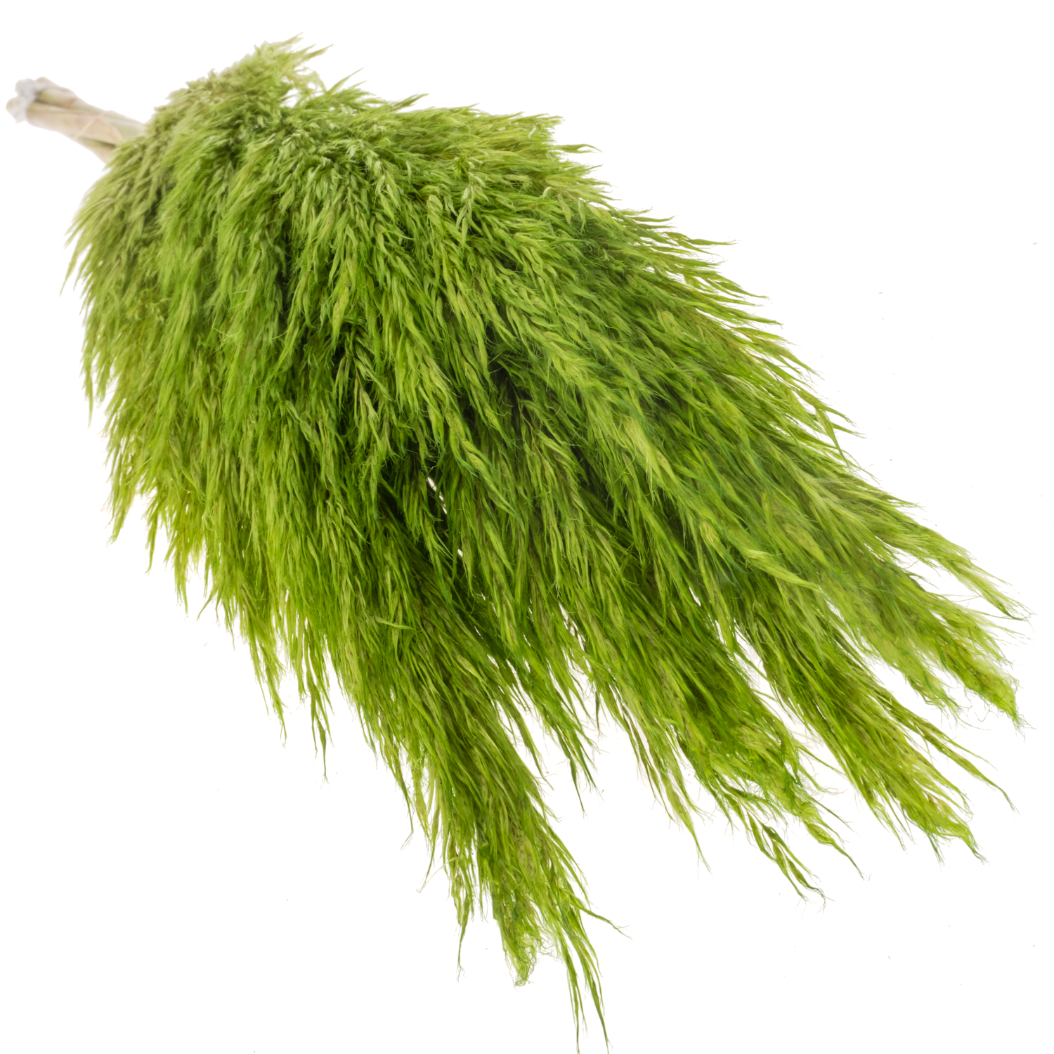 Pampas Frisch hellgrün gefärbt 90cm