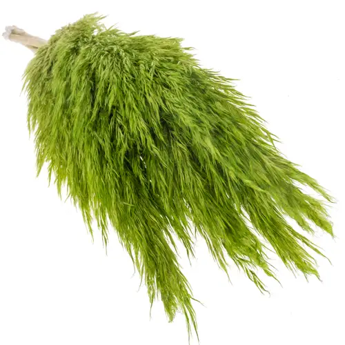 Pampas Frisch hellgrün gefärbt 90cm