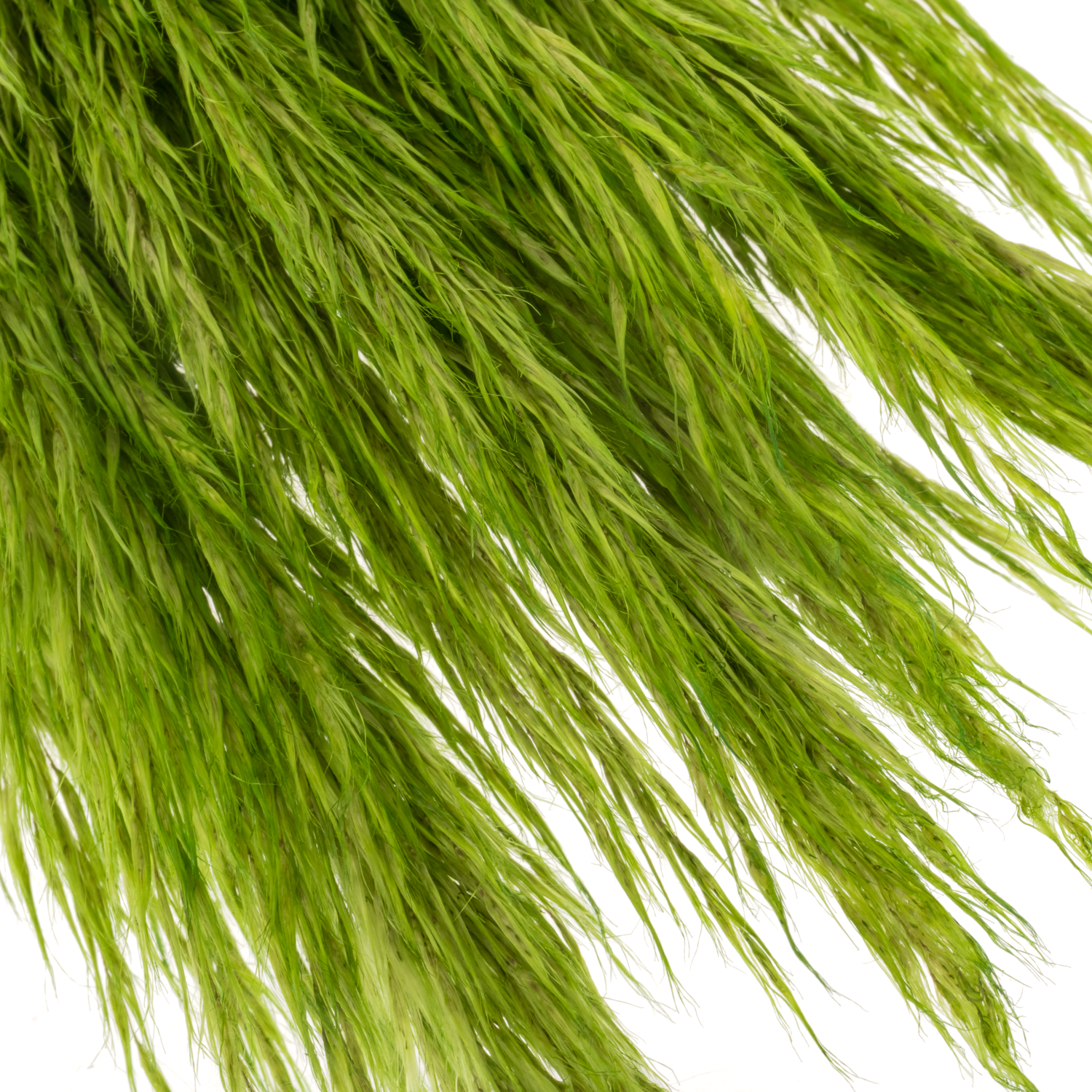 Pampas Frisch hellgrün gefärbt 90cm