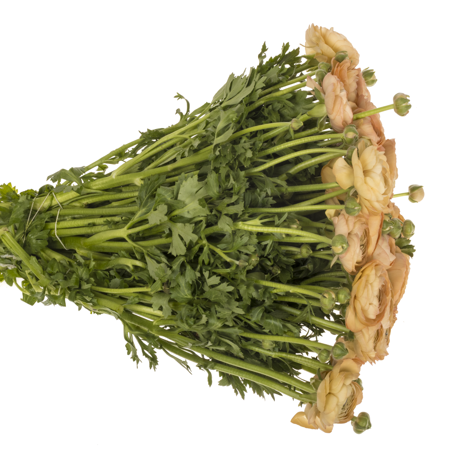 Ranunkel apricot/salmon Success Mambo 40cm x 30