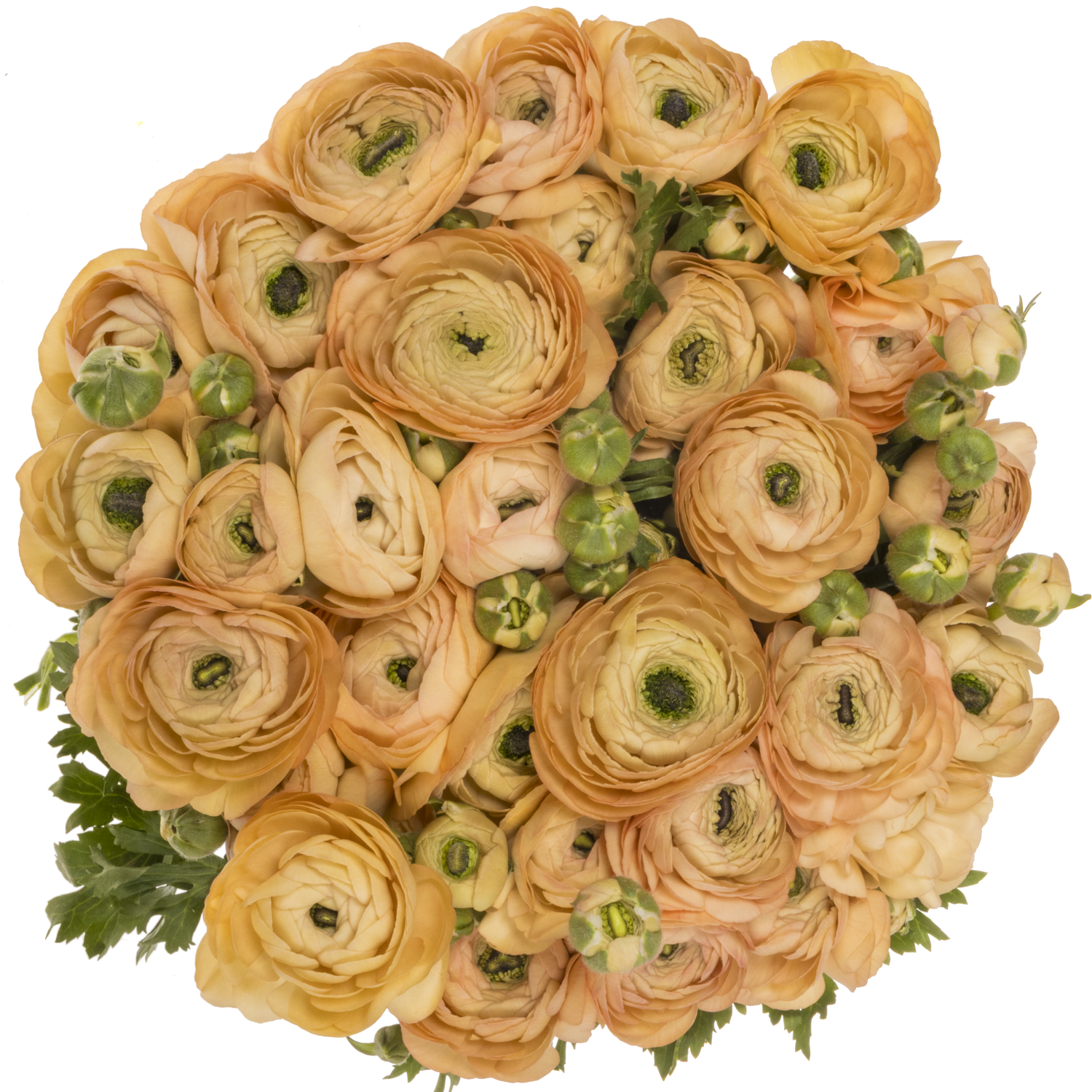 Ranunkel apricot/salmon Success Mambo 40cm x 30