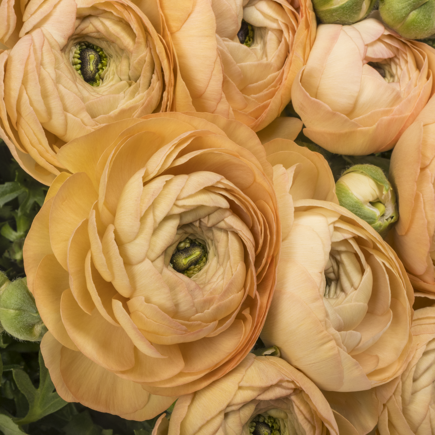 Ranunkel apricot/salmon Success Mambo 40cm x 30