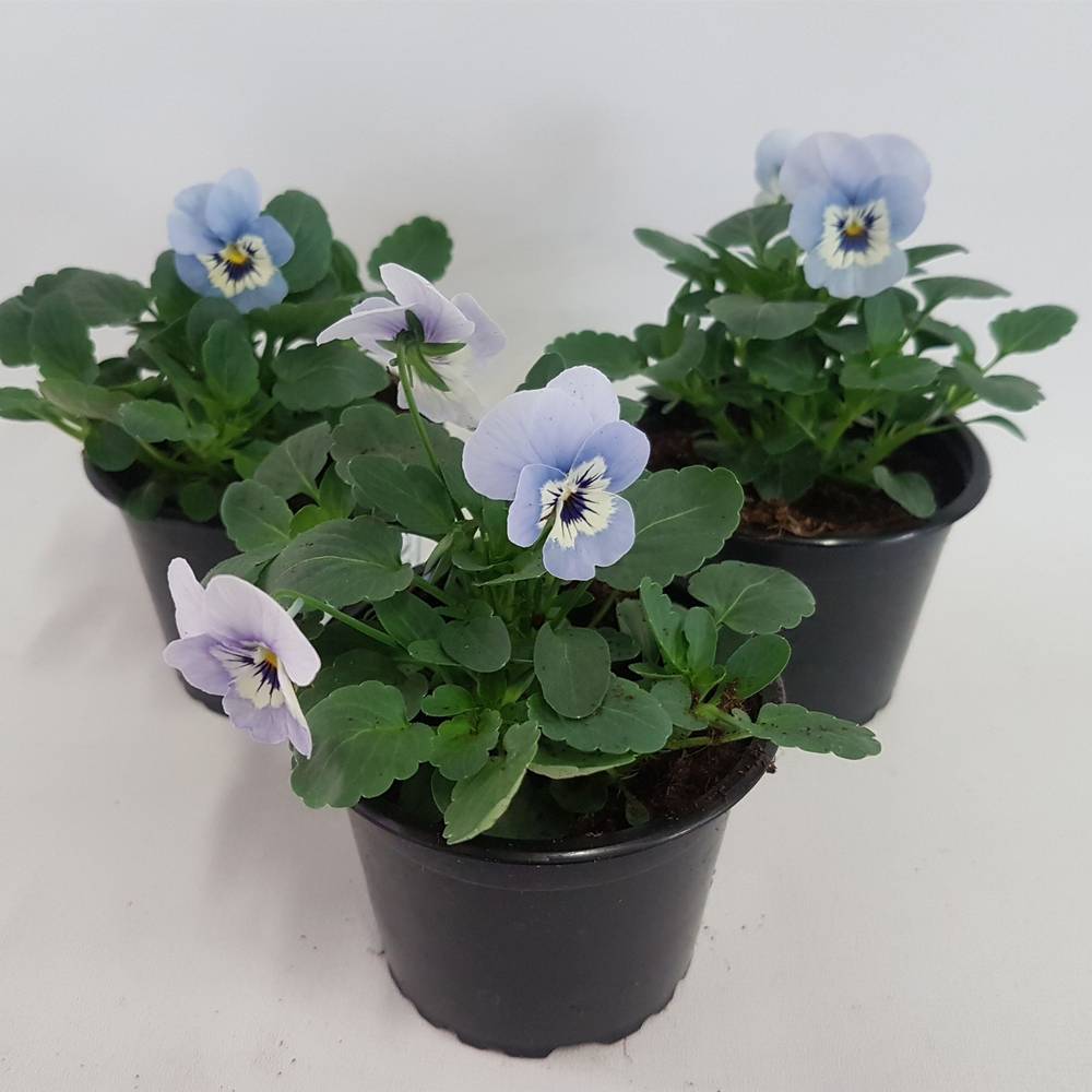 Hornveilchen hellblau T09 H015