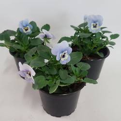 Hornveilchen hellblau T09 H015