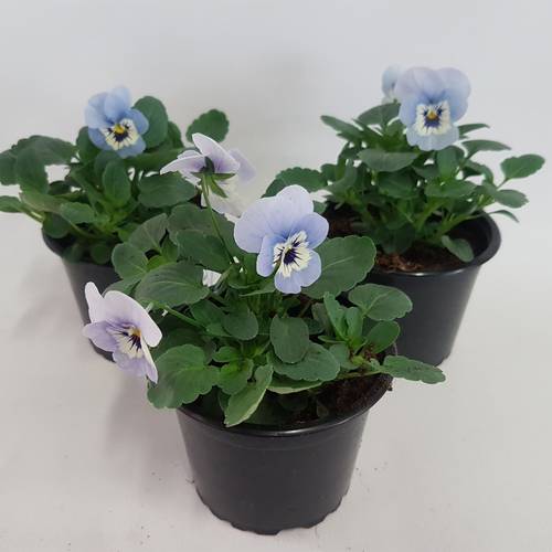 Hornveilchen hellblau T09 H015