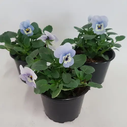 Hornveilchen hellblau T09 H015