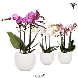 Phal.3-R mix Multi im Boltopf T09 H35