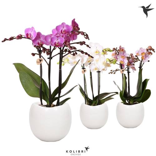 Phal.3-R mix Multi im Boltopf T09 H35