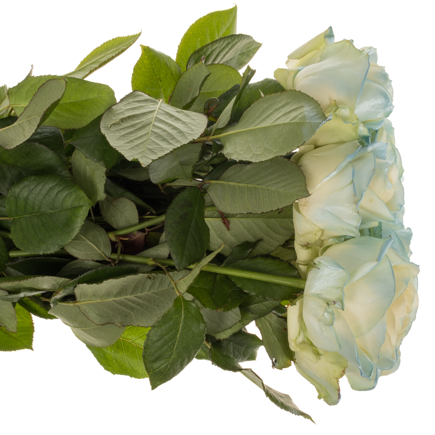 Rose blau/creme/weiss Baby Satin 70cm