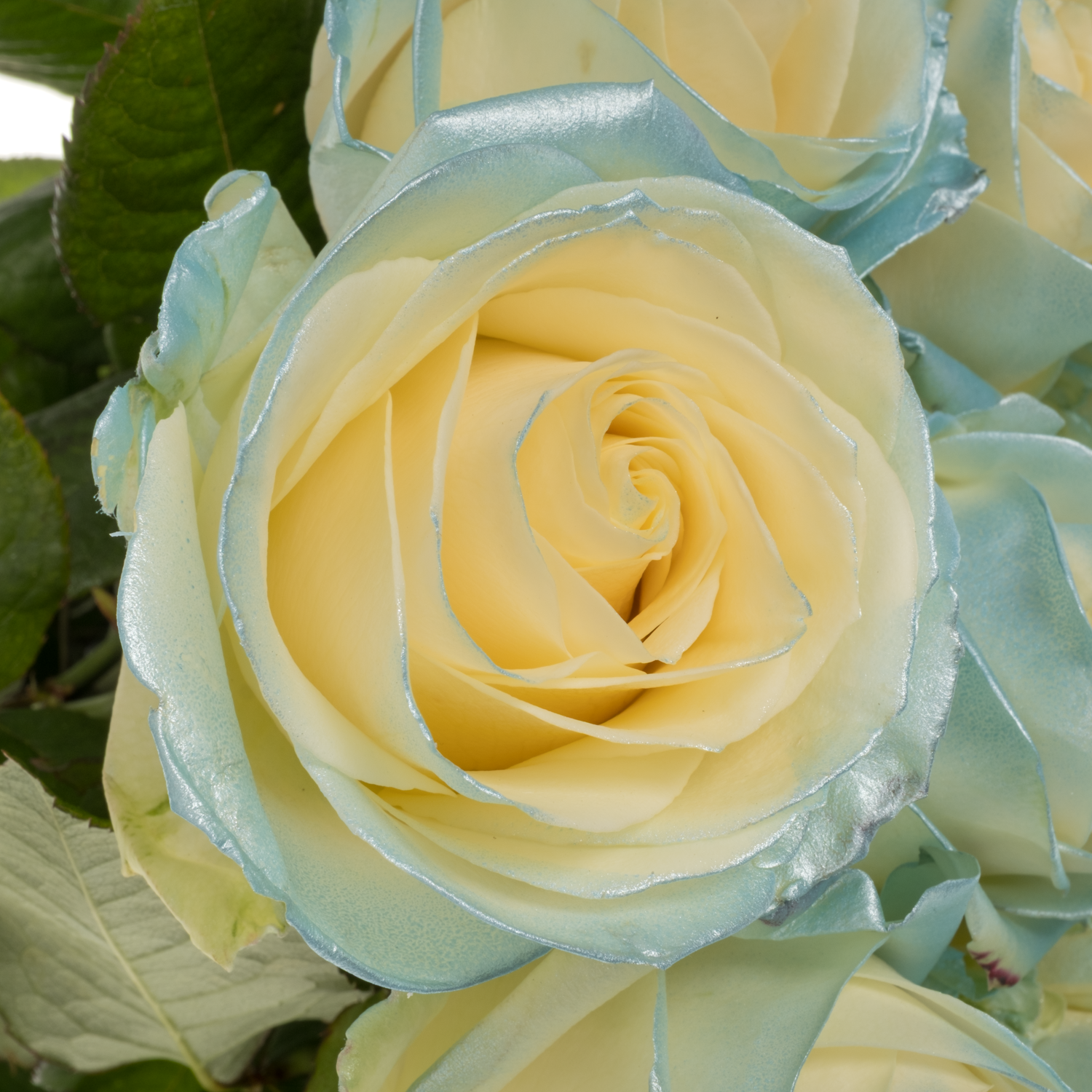Rose blau/creme/weiss Baby Satin 70cm