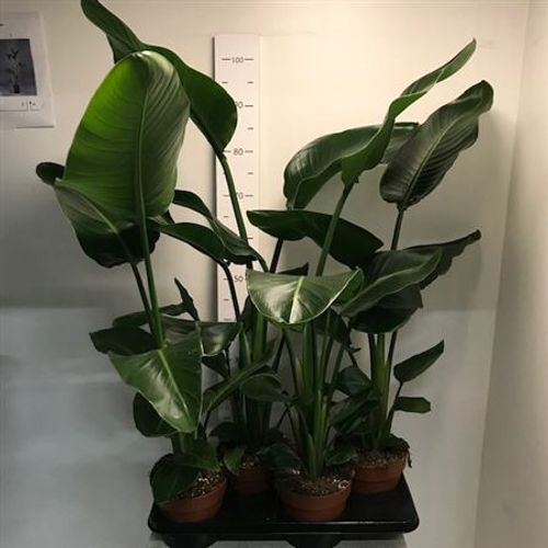 Strelit.Nic T17 H90 Schnapchen Von Uhr