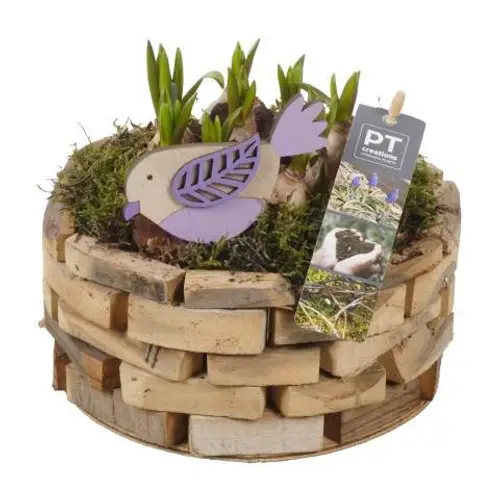 Muscari.Arr PTMB2573 T18 H019