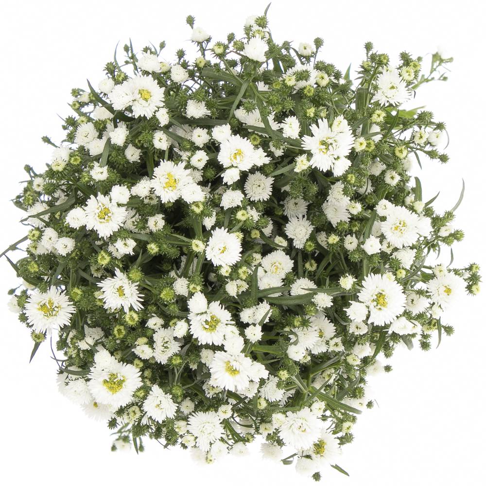 Aster weiss Cassy 50 Gramm 80cm
