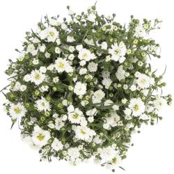 Aster weiss Cassy 50 Gramm 80cm