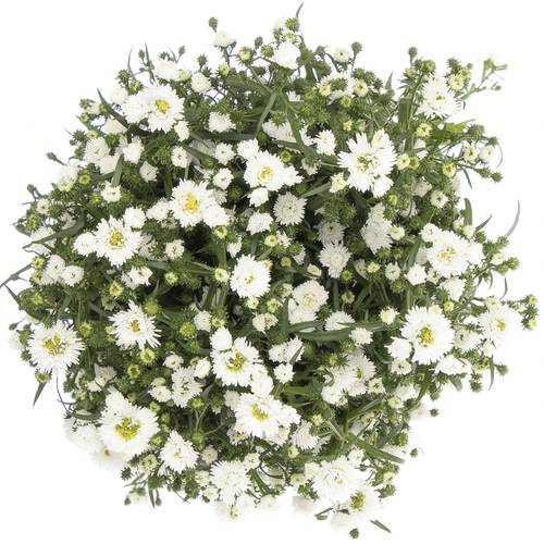 Aster weiss Cassy 50 Gramm 80cm