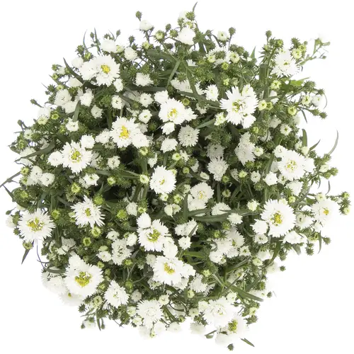 Aster weiss Cassy 50 Gramm 80cm