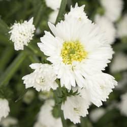 Aster weiss Cassy 50 Gramm 80cm